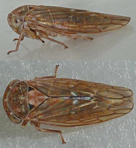 Réf. 196 860 : Idiocerus sp.
